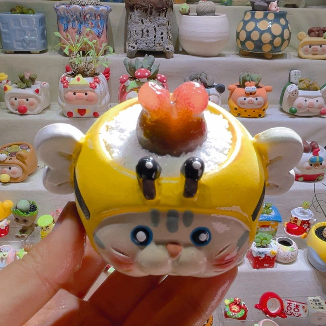 021高端多肉带盆土一套38