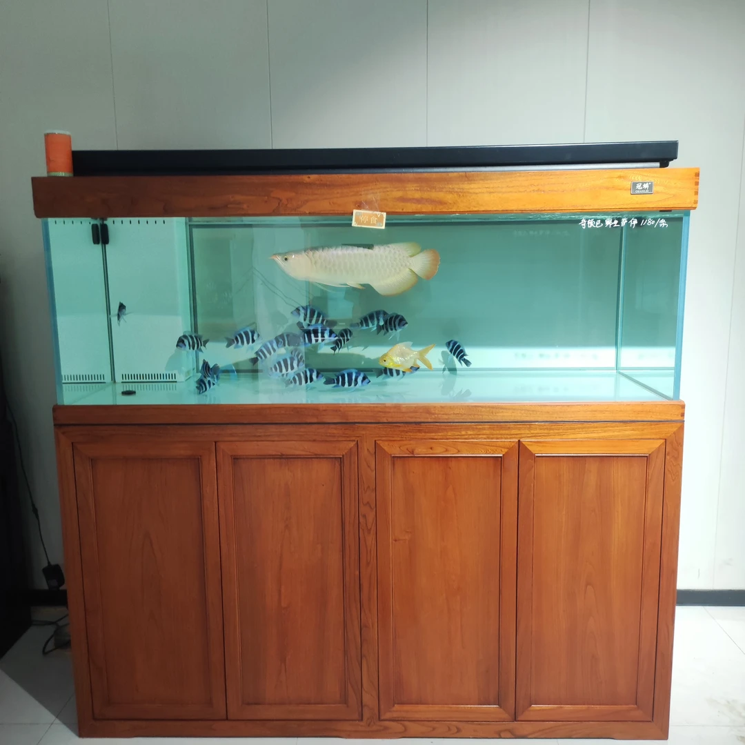 冠鳞实木龙缸带困水99新用了4个月带定制灯架，两个水泵，4袋滤材