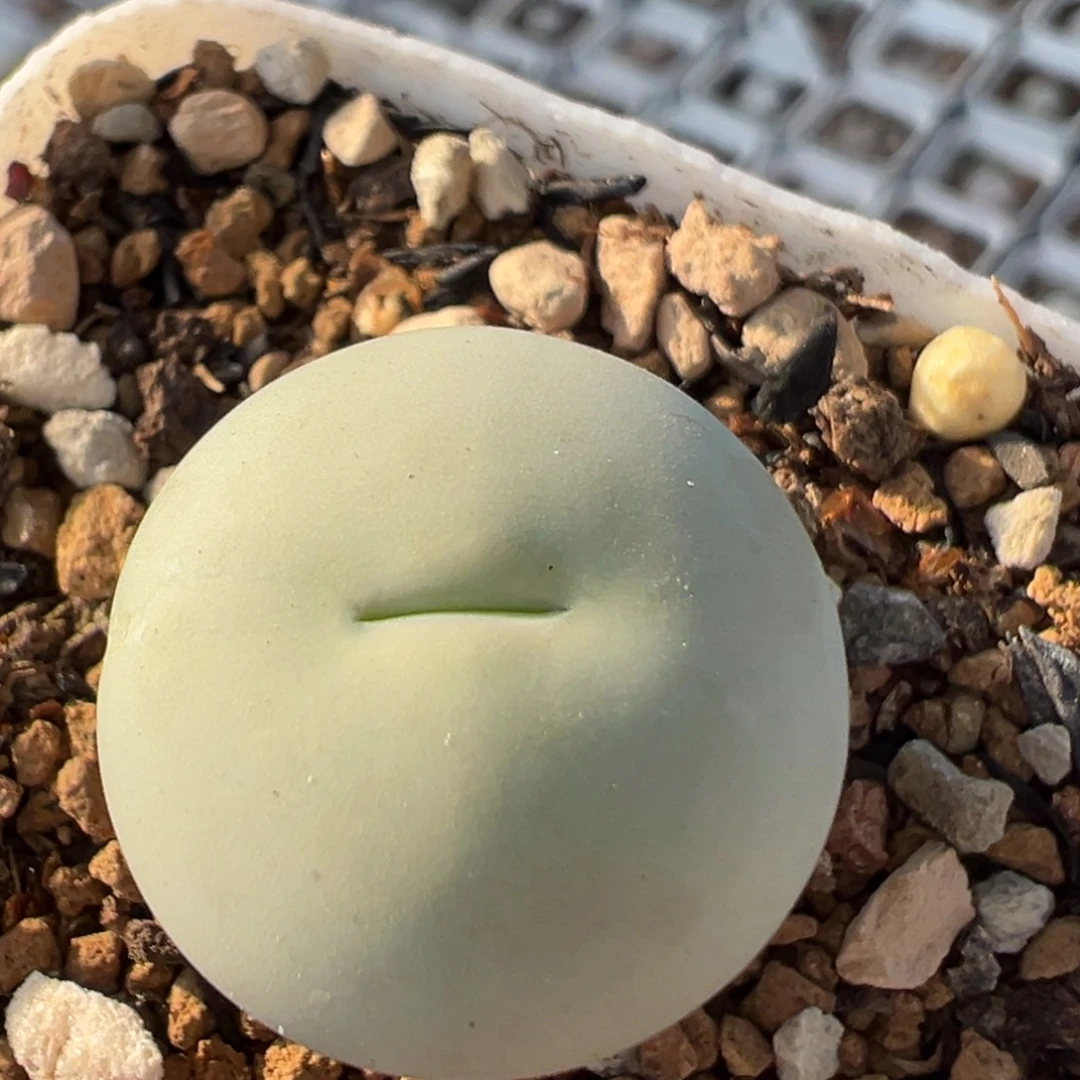 305多肉植物鸽子蛋