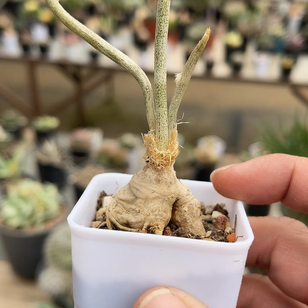 实生美杜莎块根一物一拍