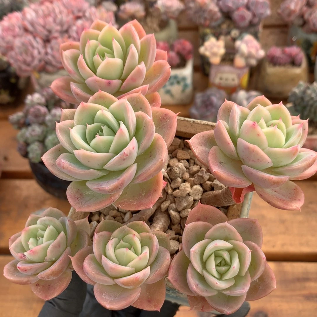 丝绸面纱一物一拍 026