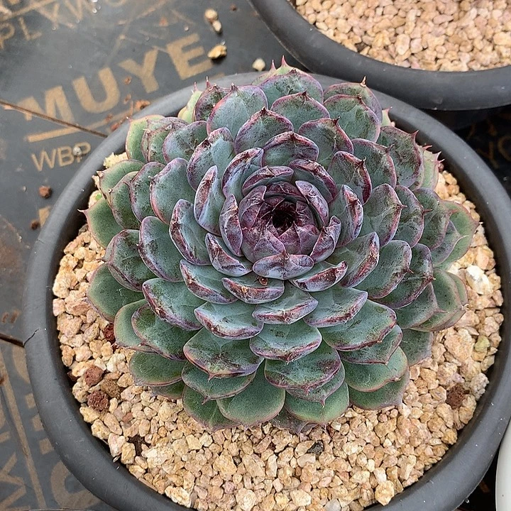 水***色多肉植物一物一拍