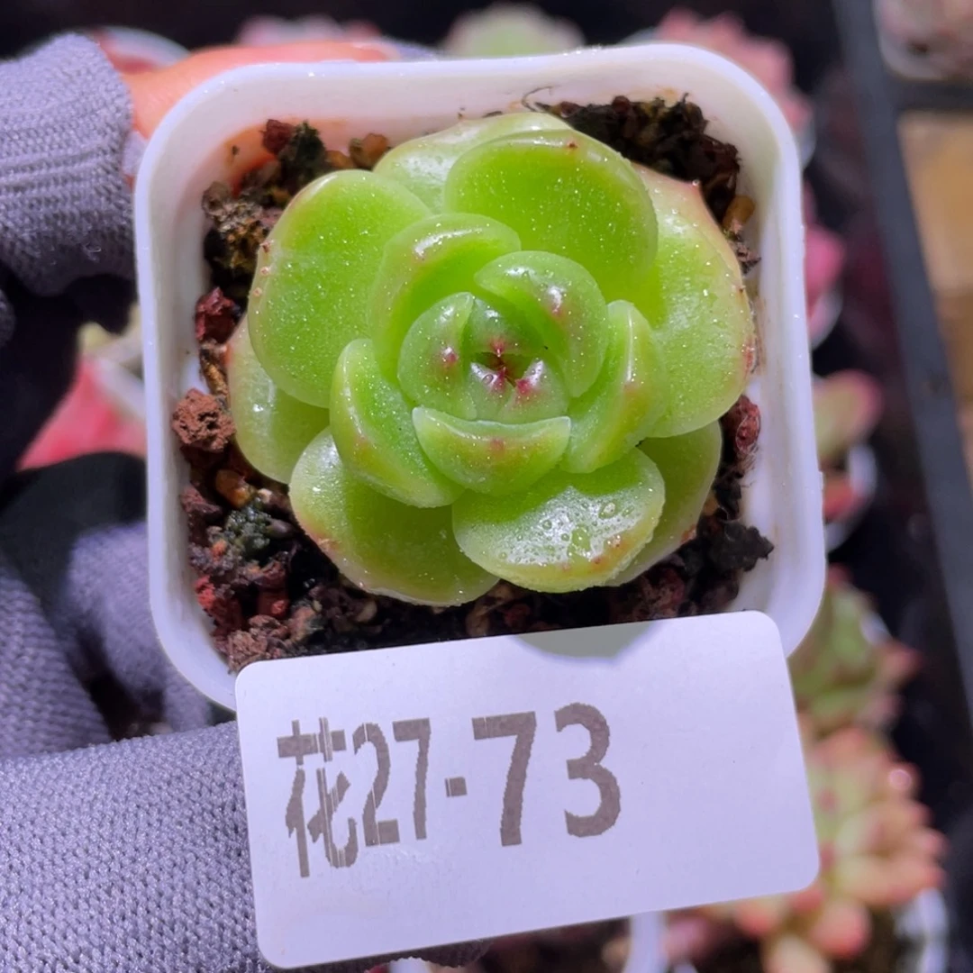花利美27-73新品珍妮