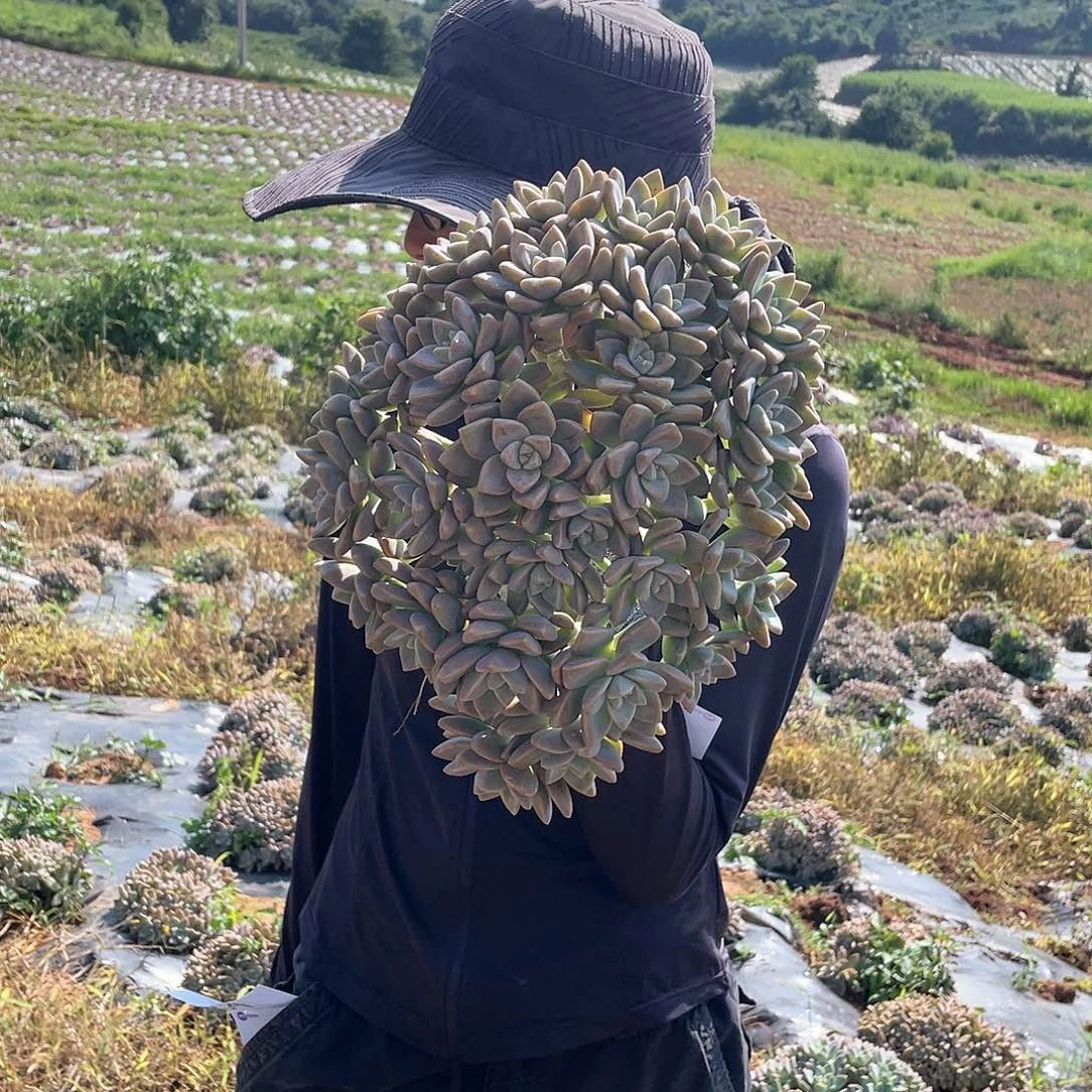 63 淡雪缀一物一拍多肉