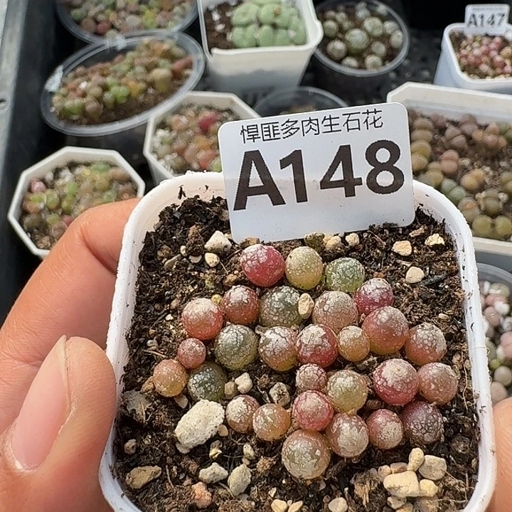 148多肉植物多肉植物