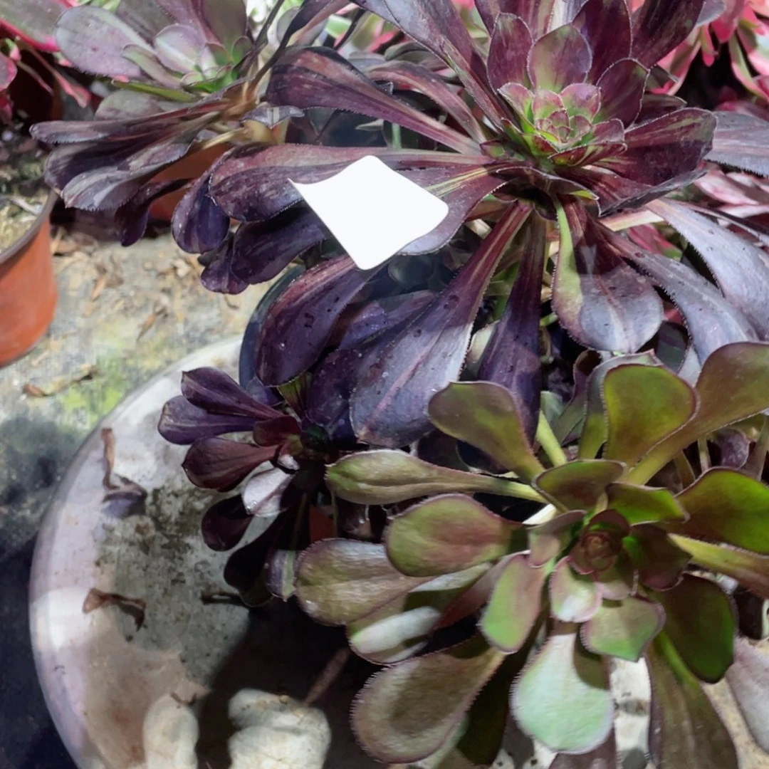 V****?多肉植物墨麒麟454