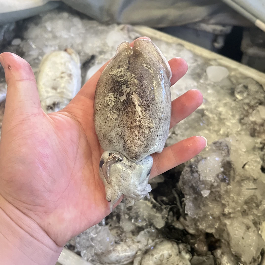 【四斤圆墨鱼】东海野生圆墨鱼8-10只珍珠墨正宗墨海捕新鲜墨鱼