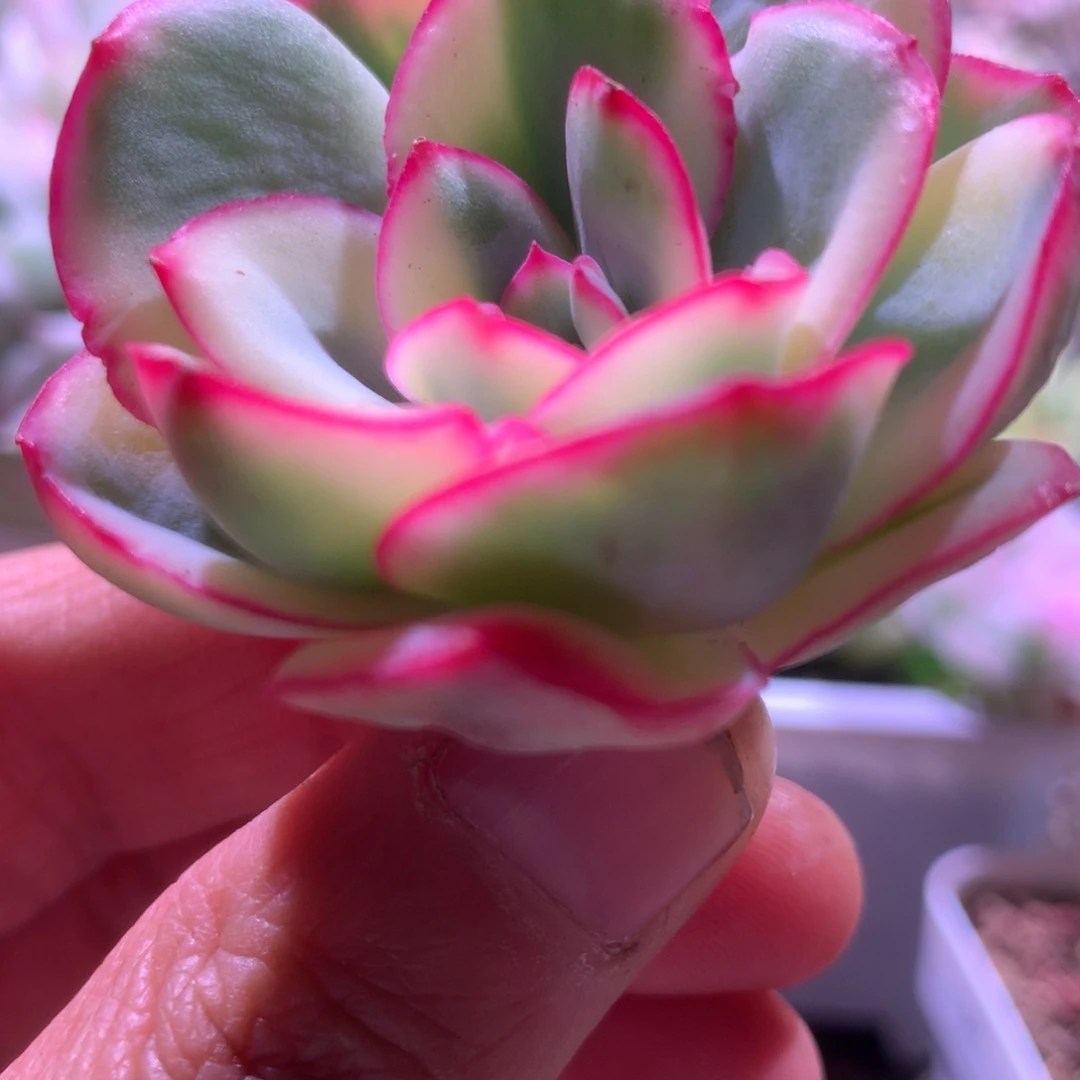 晨露白覆轮锦有杆子