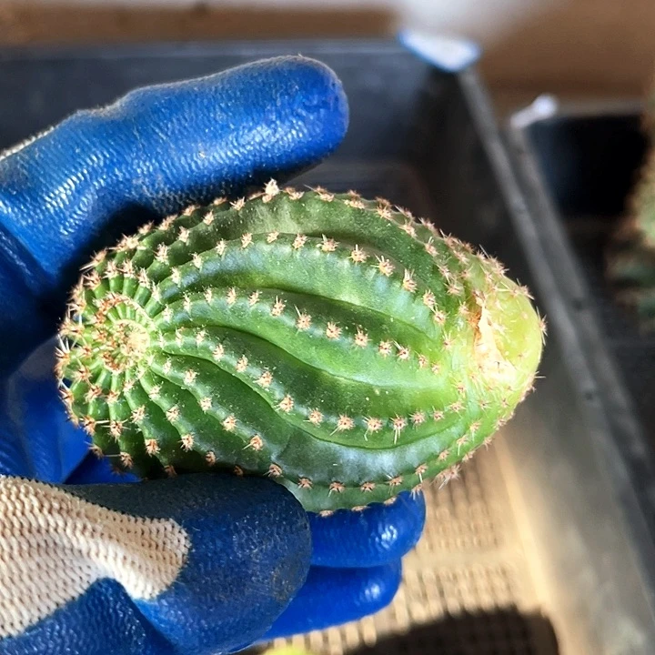 ?****∞翠柳侧芽歪4公分以上满18包邮