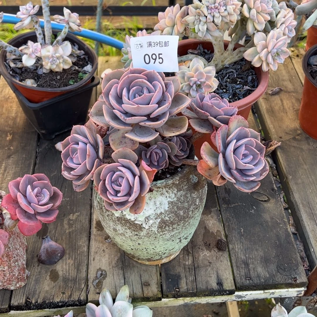 095多肉植物纤维维生素