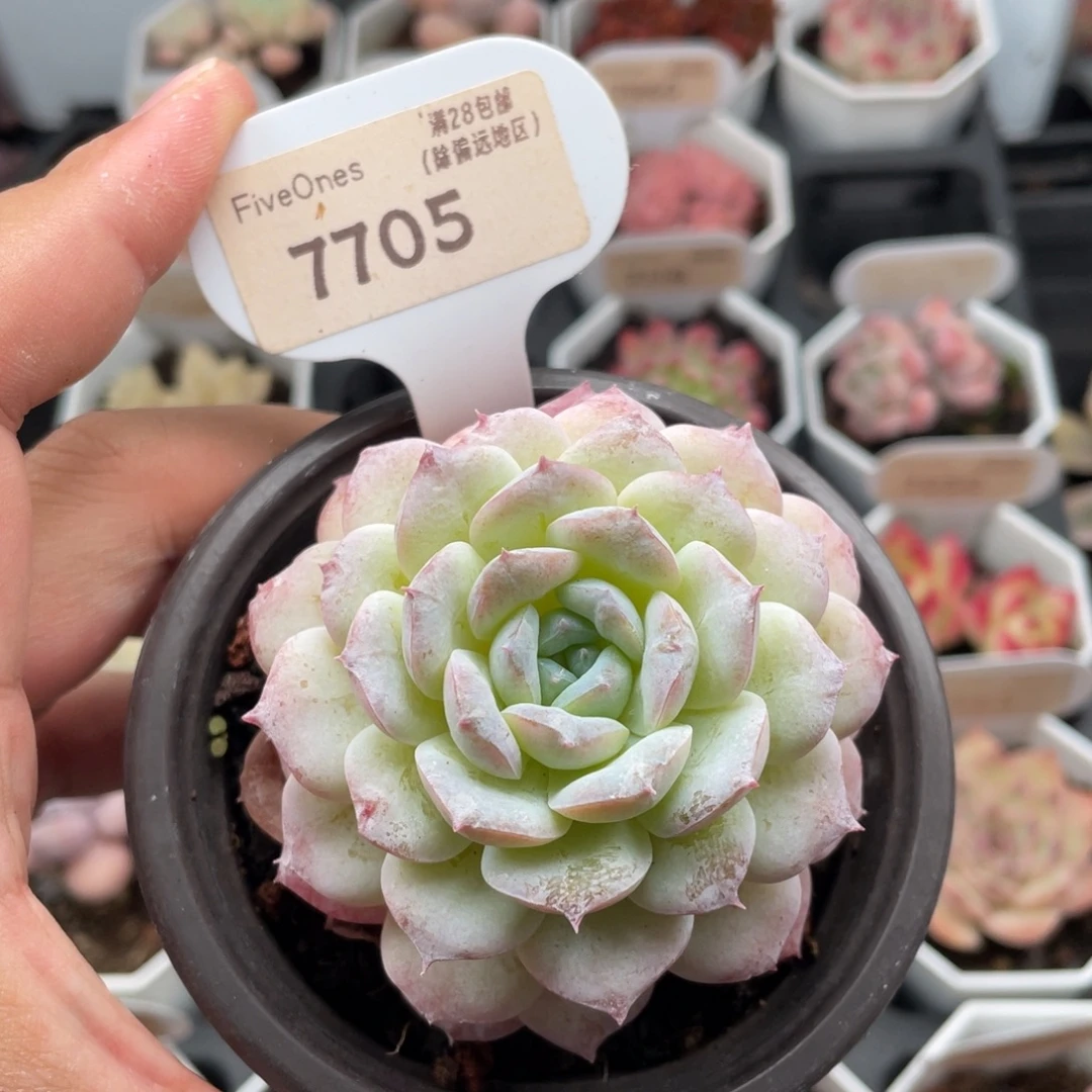 醉冰7705-7.0厘米