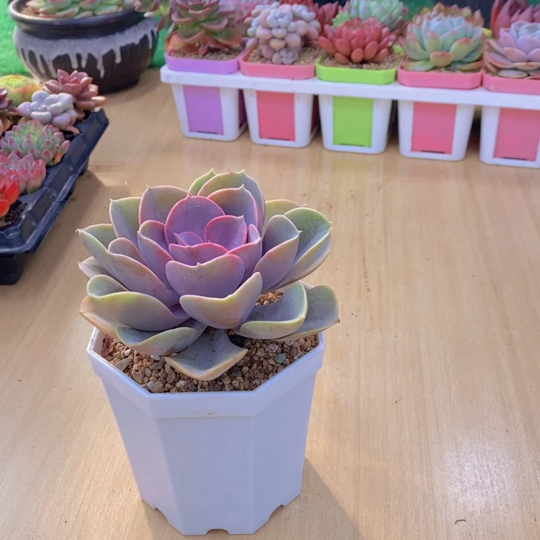 无花朵多肉植物紫珍珠90