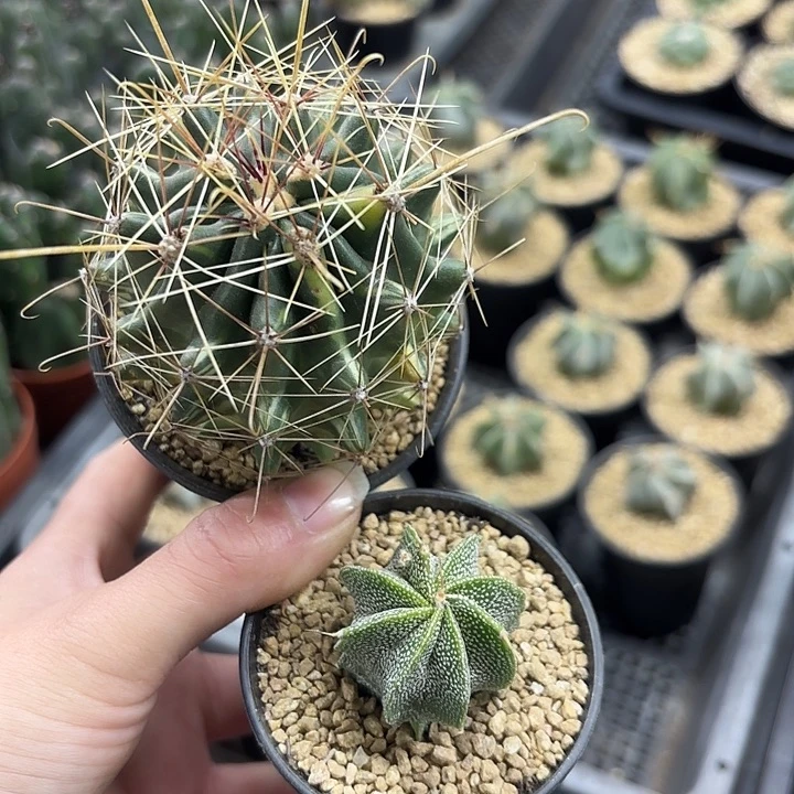 大虹锦➕银沙般若组合