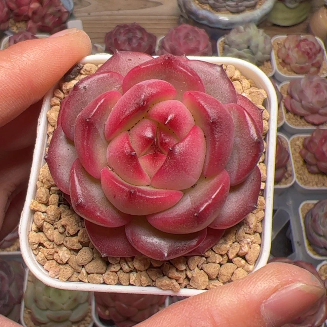 我****?157 多肉植物组合盆栽