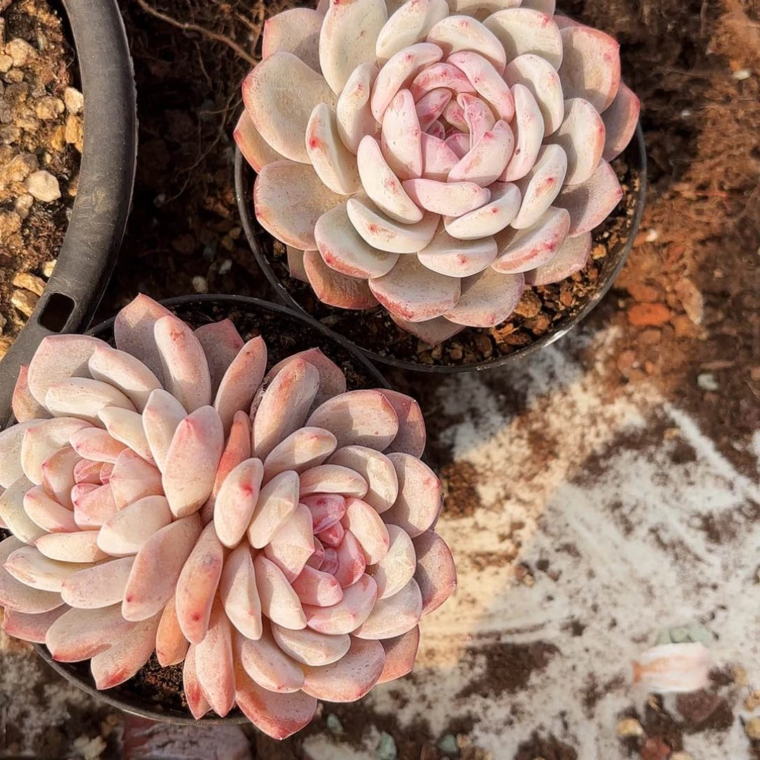 不羞妹妹得橙子哥回家