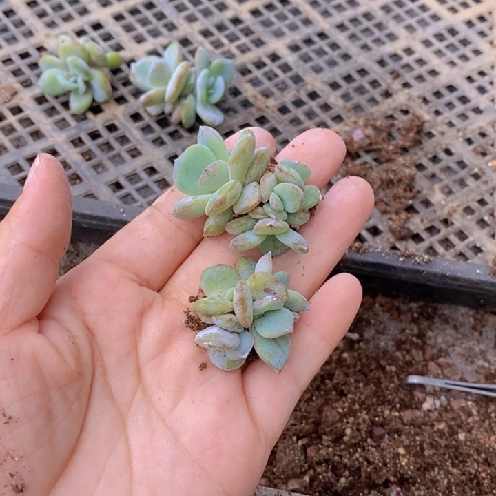 韩版奶茶4头两颗一组