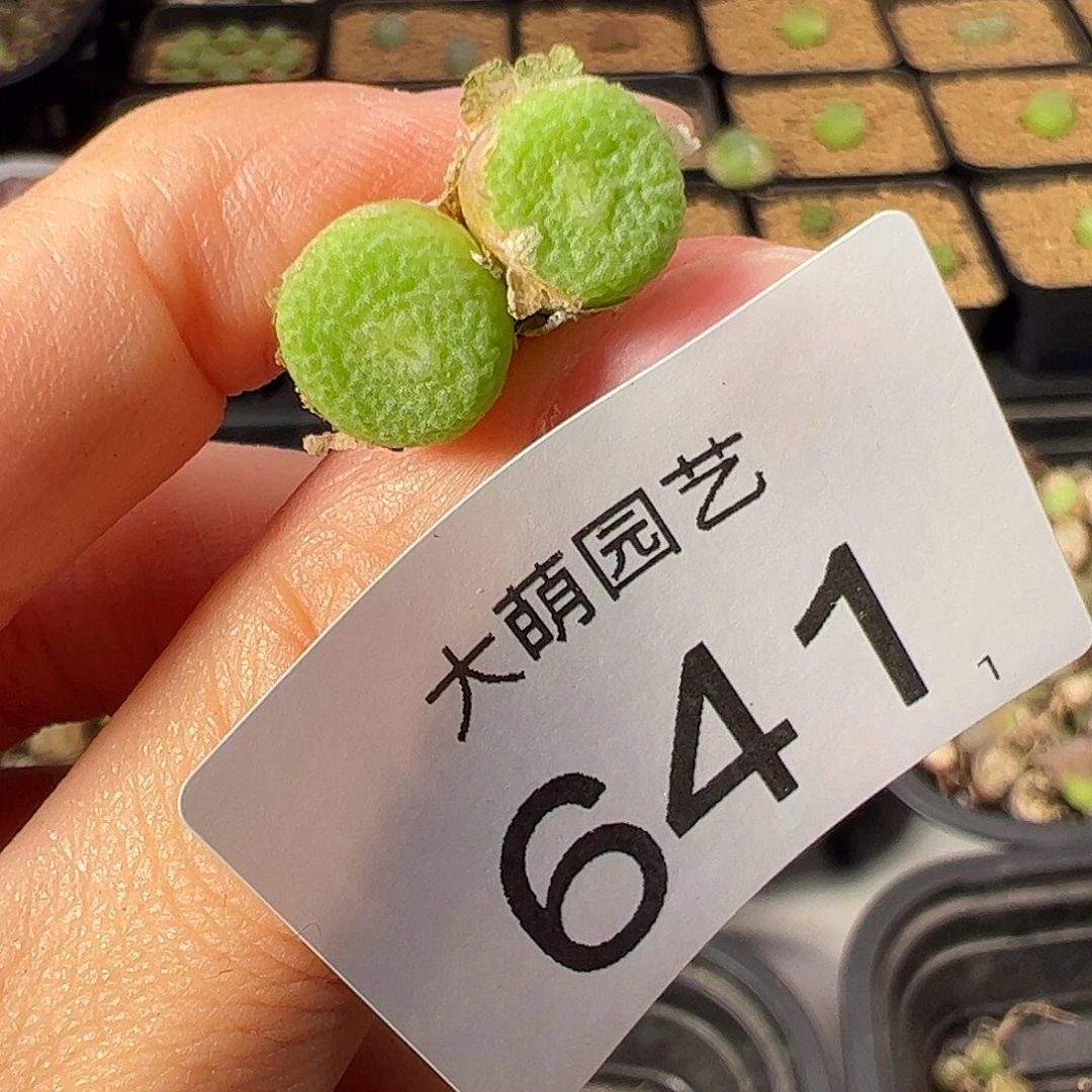 青团            641