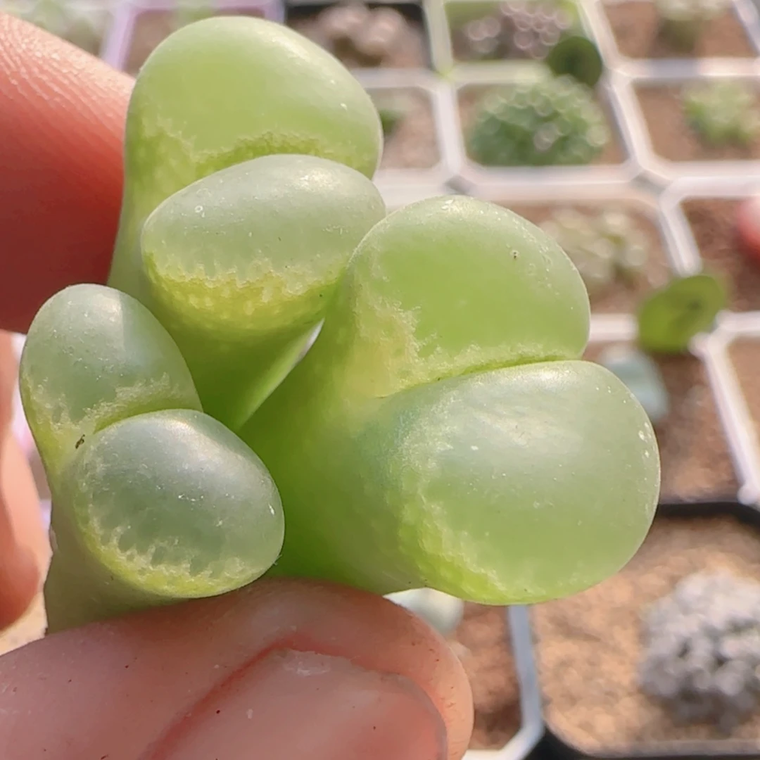 【闪购商品】21317