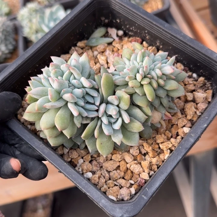 10厘米左右一物一拍的