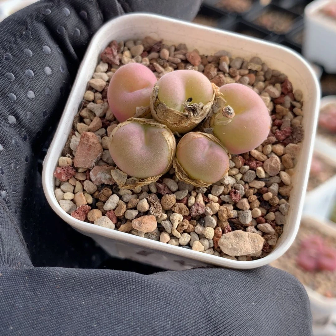 细*白色749孔卡母本一颗