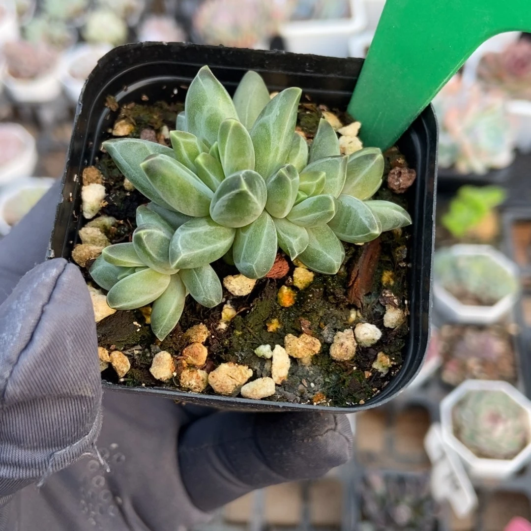 3010梵高美人多肉植物