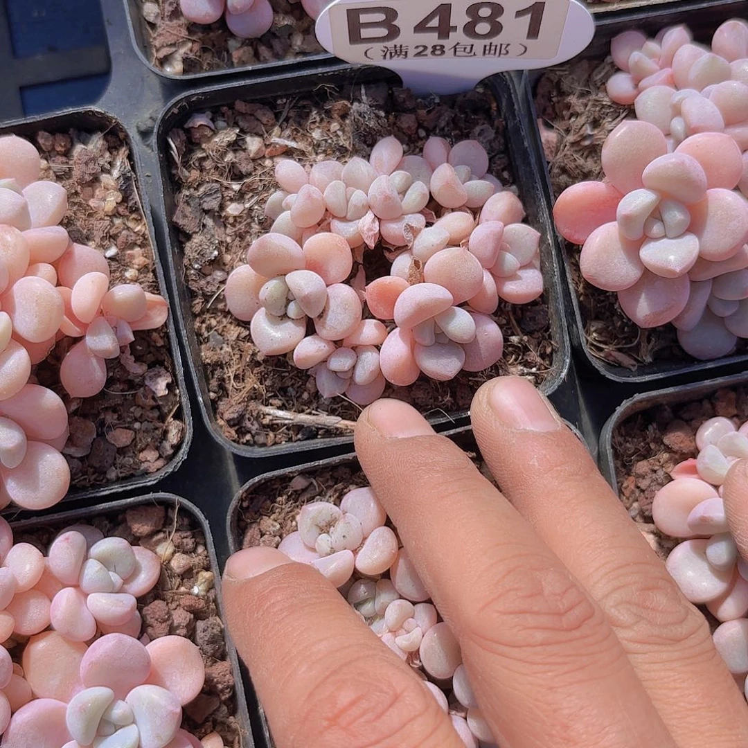 B481花瓣路一物一拍