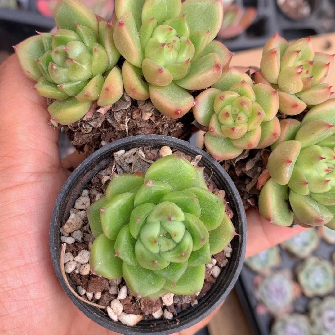 （一单包邮） 晴空珍妮 图片仅参考 以直播间为准