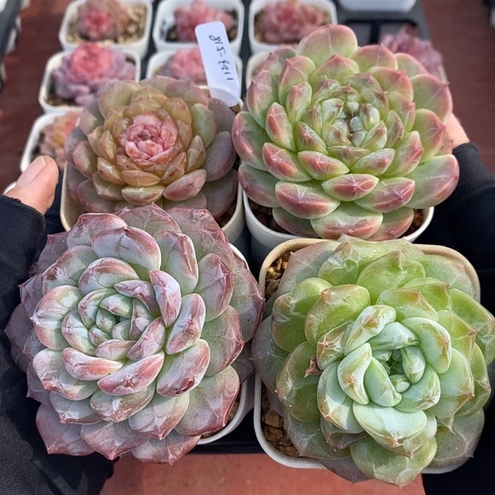 1123-518。冰魄糖心4个