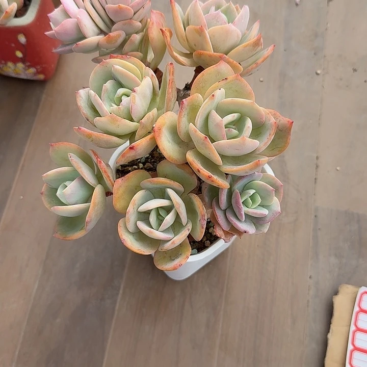 六****白凤多肉植物一颗