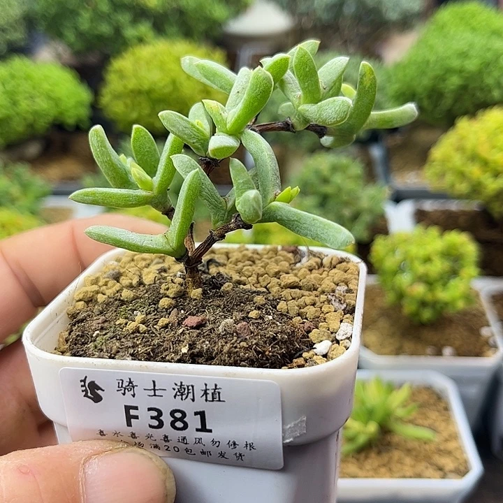 381小透明枝干番杏多肉