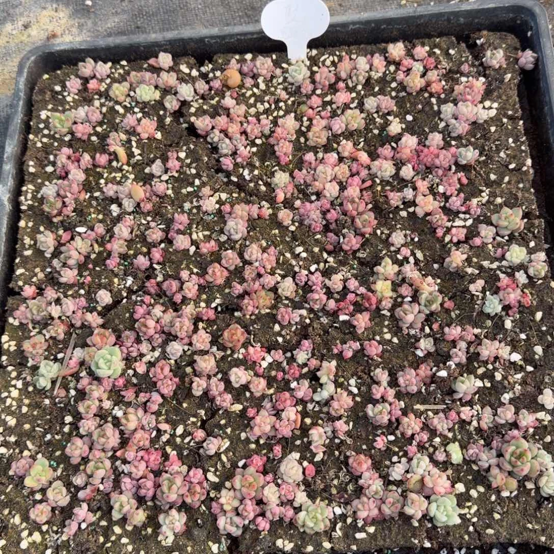 佳人杂交东云切糕一筐一物一拍29-12