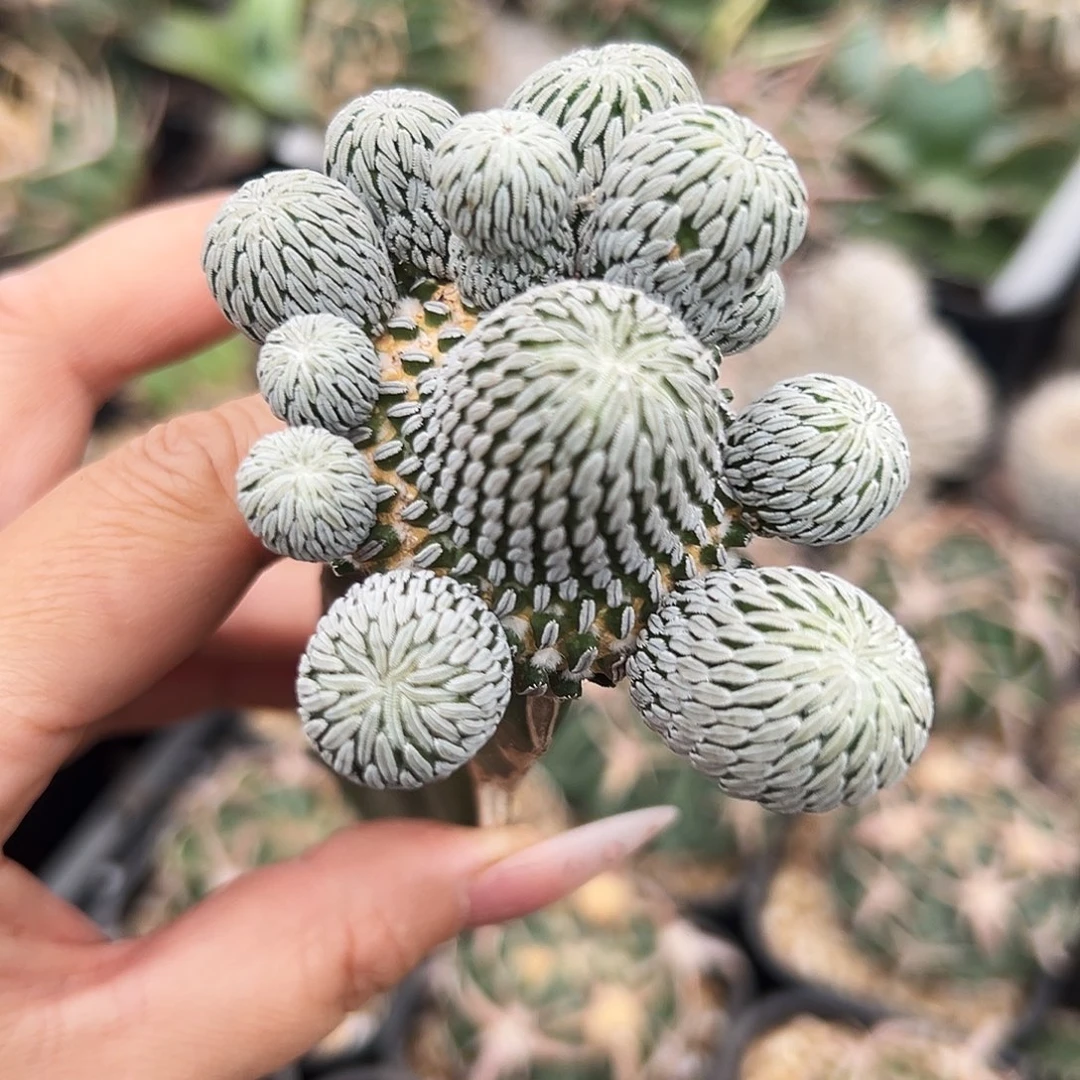 精巧丸仙人球66666666