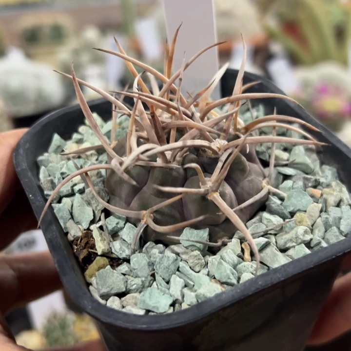 141实生优选摩天龙