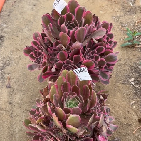 多肉植物皇后男神