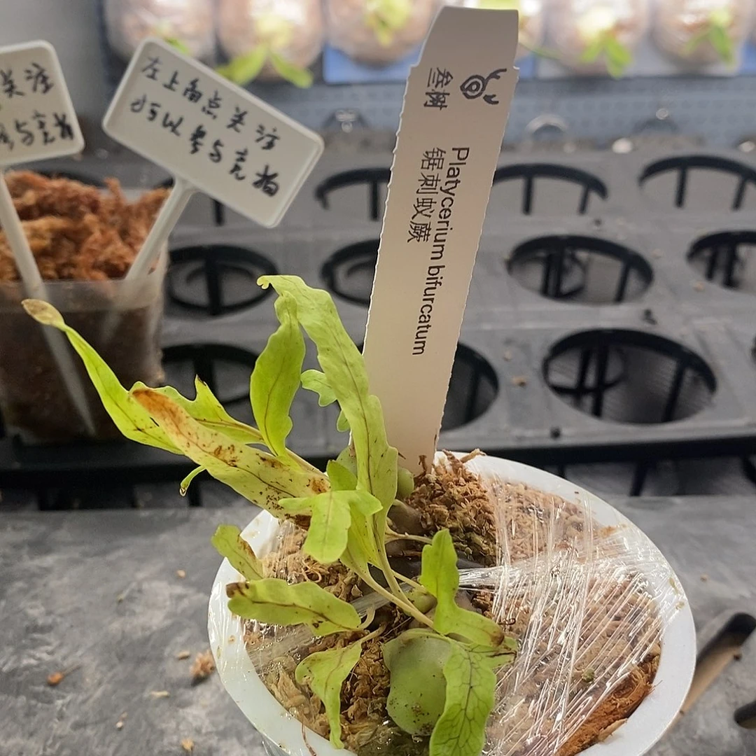 无花朵鹿角蕨鹿角蕨锯刺