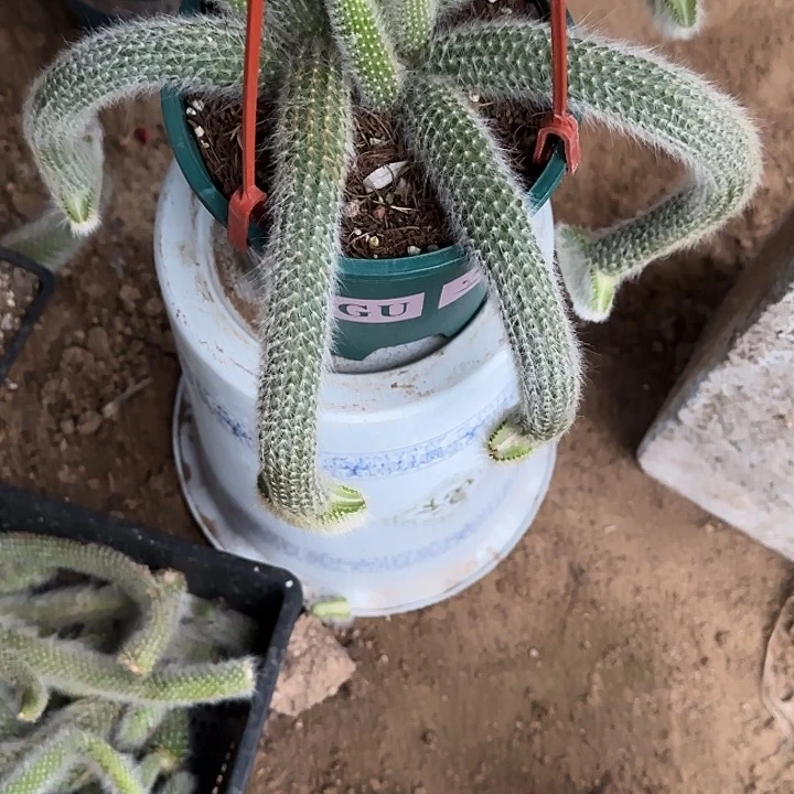 无花朵碧**槟嫁接九尾狐缀7头796