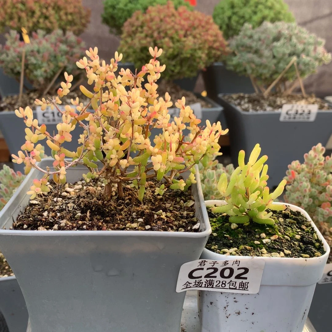 山*℡c202糖球粉锦枝干番杏