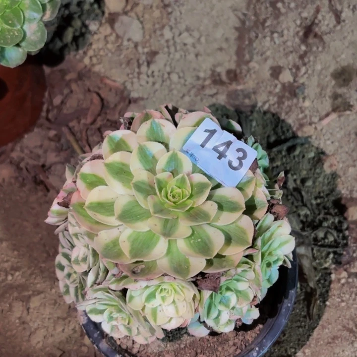 143倾城多肉植物不售后