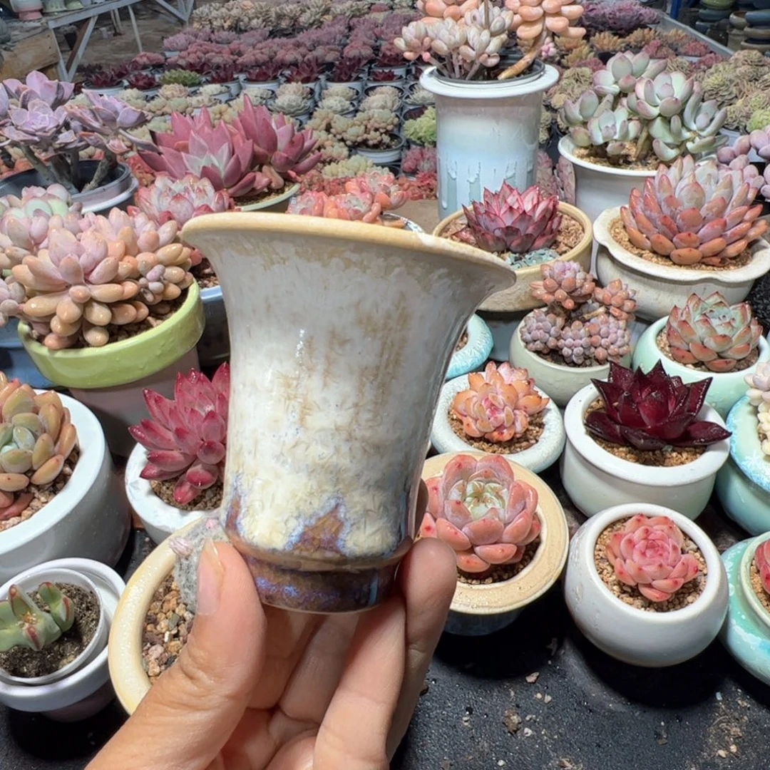 特价花盆 满50发货 内口6