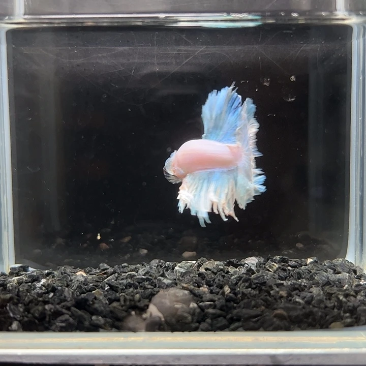 斗鱼一单包邮12日54