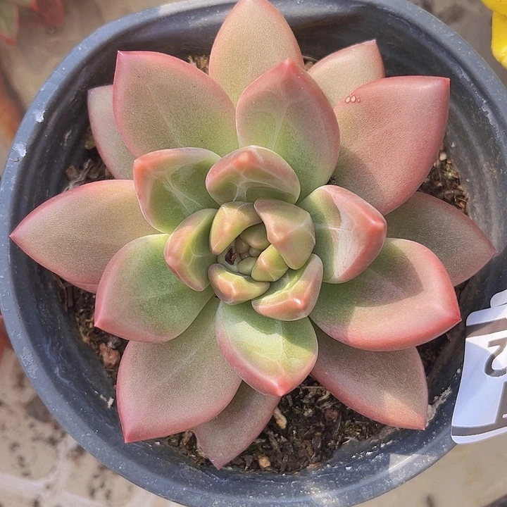 迷雾泡泡14152多肉植物