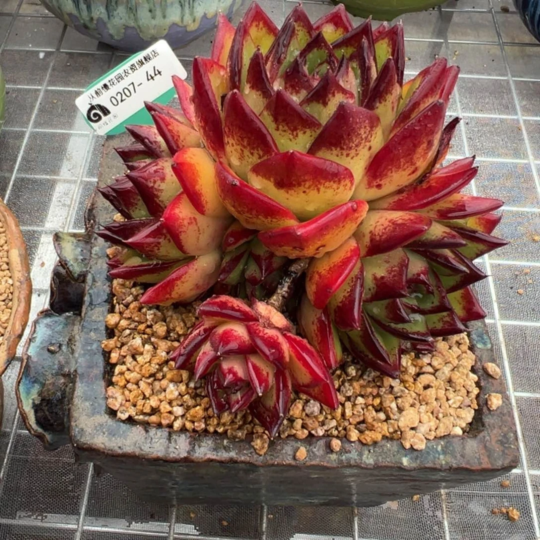 从前慢多肉精选编号0207.44