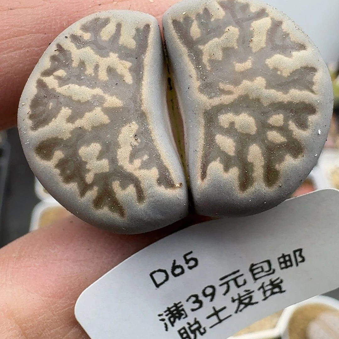 65哈哈哈哈哈哈哈