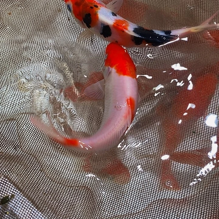 孤***懂锦鲤锦鲤锦鲤锦鲤锦鲤
