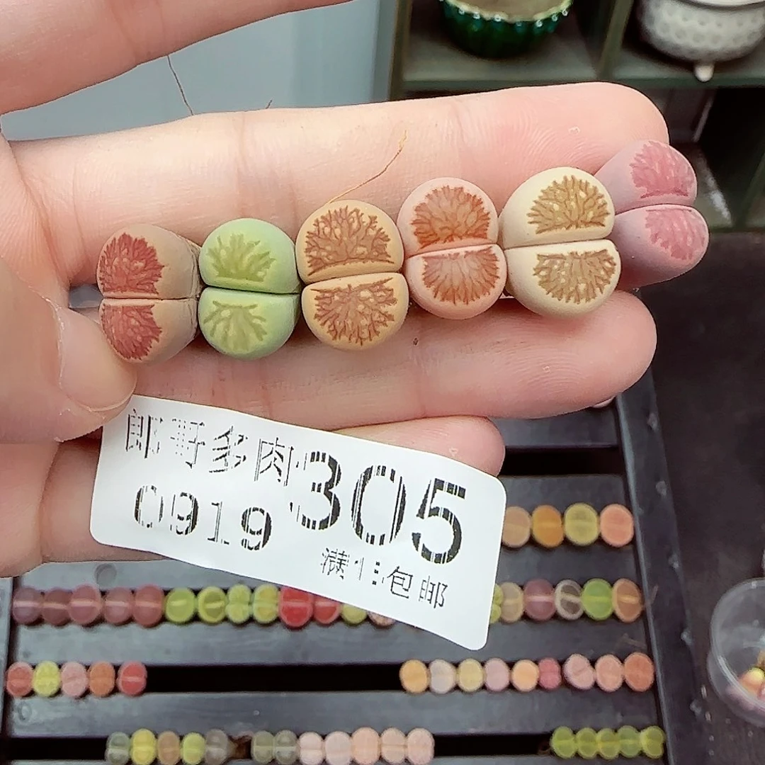 小***子满满18包邮0919-305