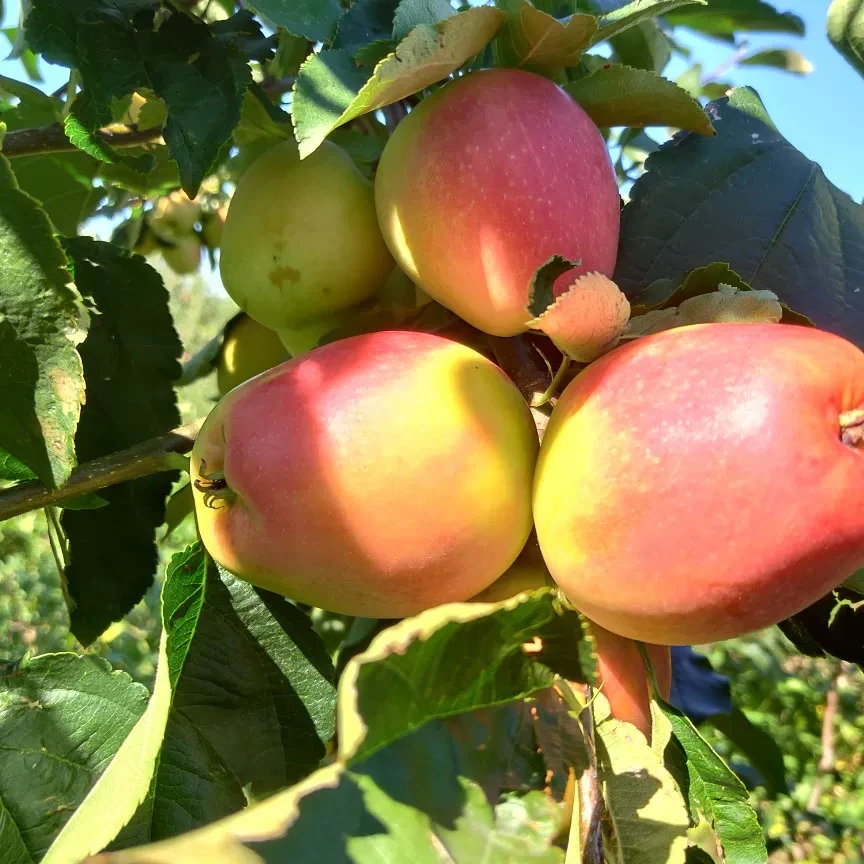 2025年山地纯甜龙冠果3斤