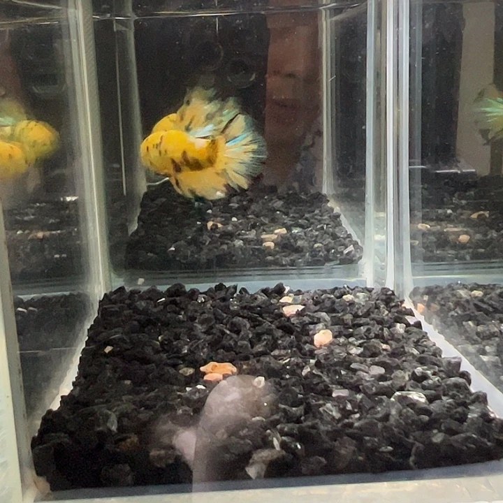 斗鱼竞拍跑单拉黑17日4 0