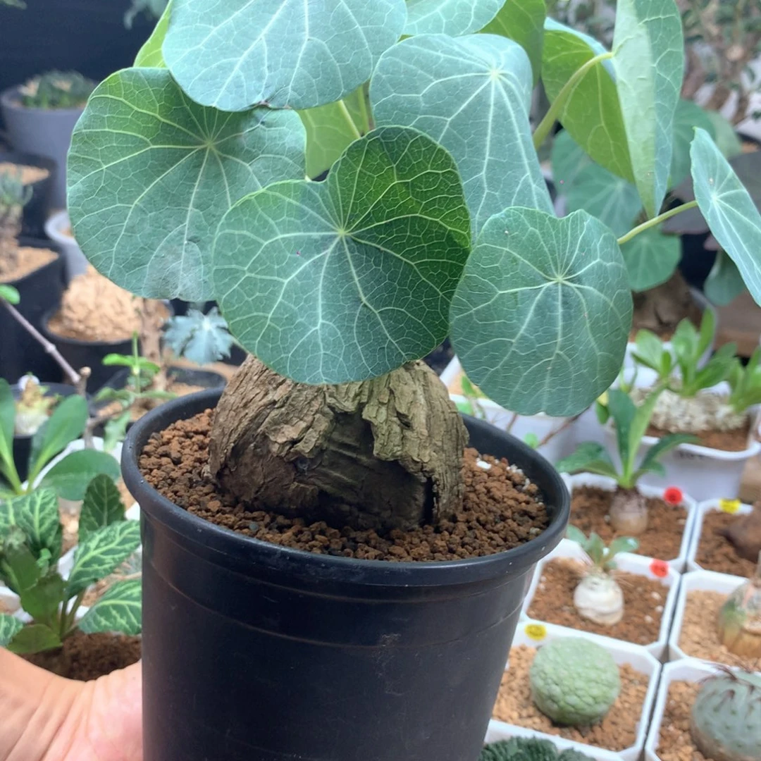 蓝叶立藤山乌龟带盆