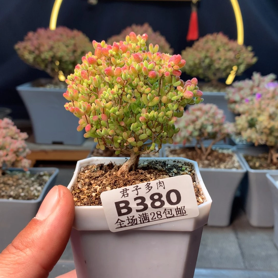 380蜜橘糖球。