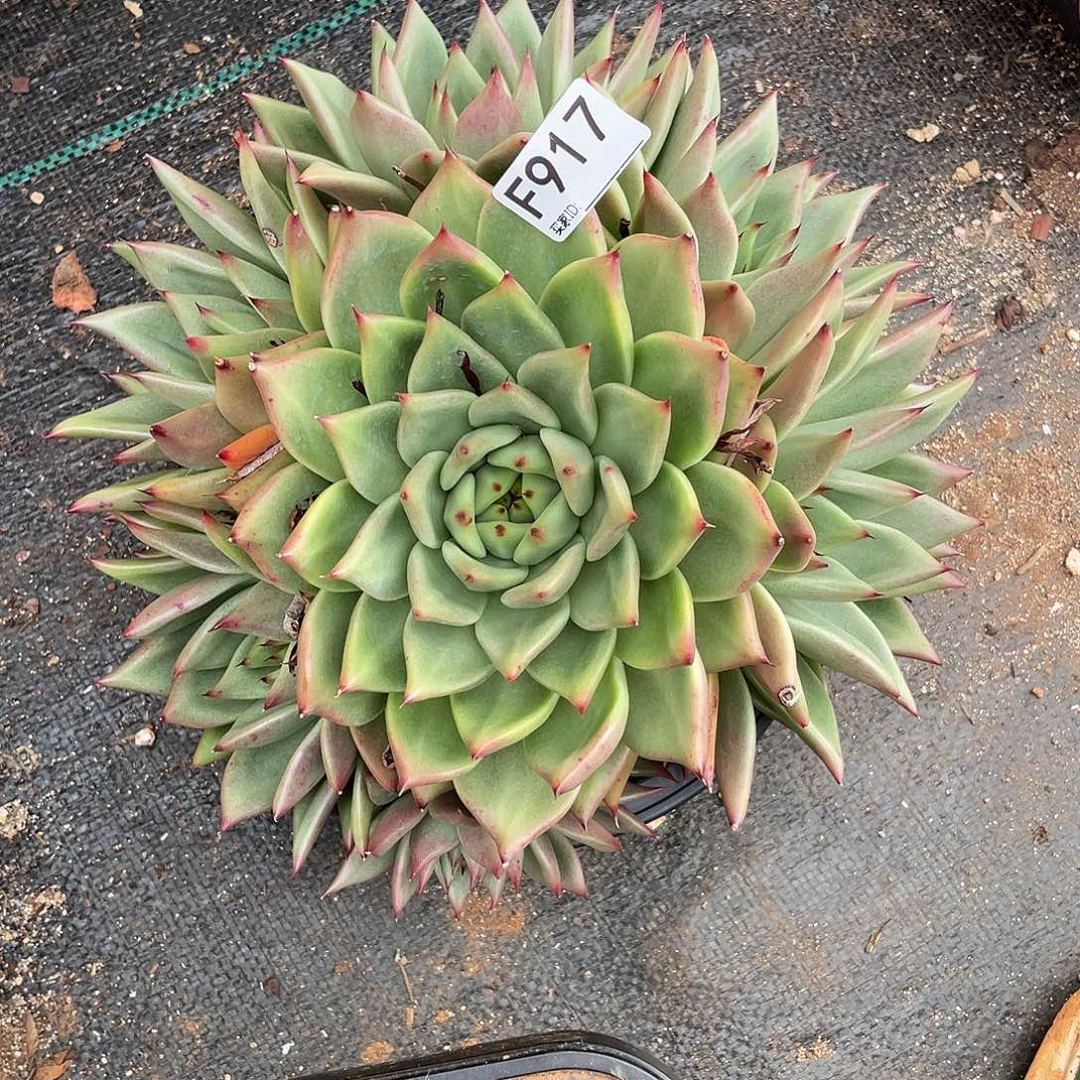 若如东云单拍F917